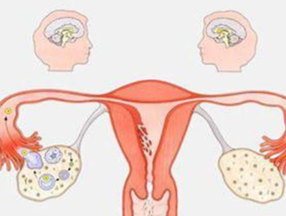 阴道分泌物麻豆影视在线直播视频器厂家分析女人排卵的感觉